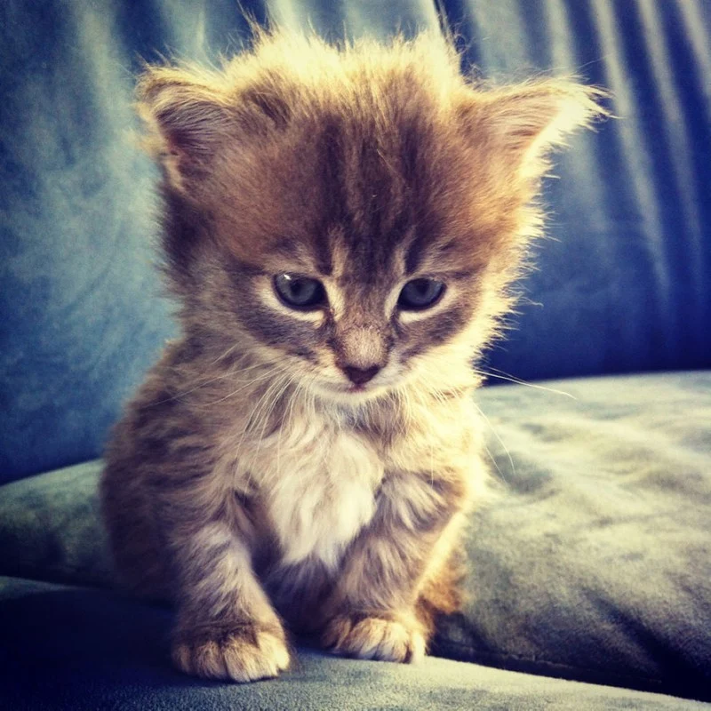 Алмазная живопись сделай сам вышивка крестиком с изображением кошки полная