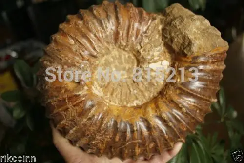 001040 большая окаменелая скорлупа аммония с лечебным действием образцы Madagascar | Дом