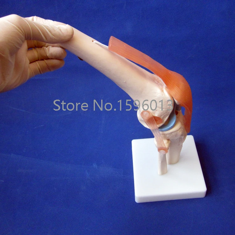 Популярная модель коленного сустава в натуральную величину анатомической