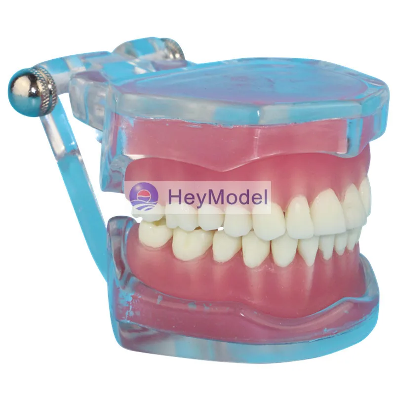 

HeyModel Transparent Full Mouth Removable Teeth Model