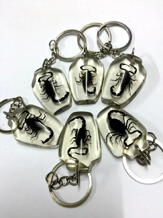 Бесплатная доставка 8 шт настоящий черный Скорпион насекомое ясная ваза модный