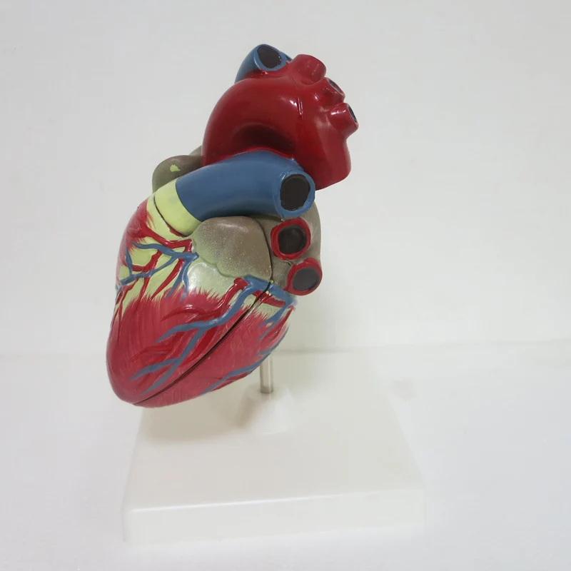 3 Раза Большие ПВХ кардиомагнитолы обучающий инструмент статуэтки анатомическая