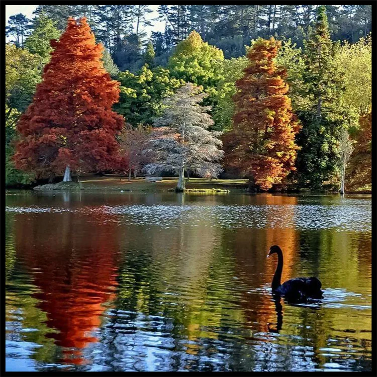 Алмазная 5d картина черные утки с деревьями|painting cross stitch|diy diamond painting5d painting |