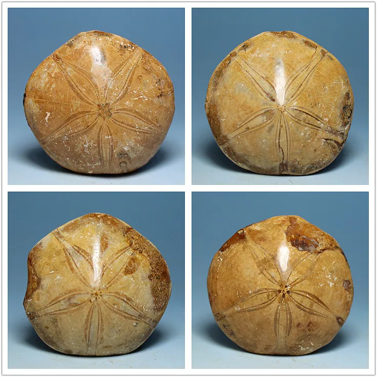

Natural sided polishing imported fossil starfish urchin fossils paleontology play rough teaching specimens