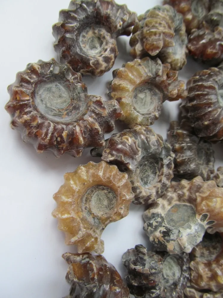 Одежда высшего качества редко полированный &quotКоза Рог&quot douvilleiceras аммонита Fossil 30