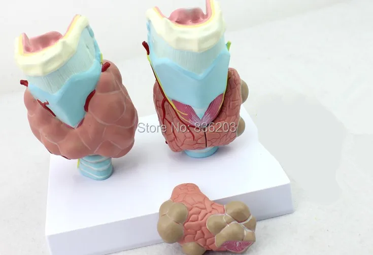 Thyroid Diseas of Human Head Neck Model in trauma anatomy skeleton dental anatomical shadow brain skullmedical training manikins |