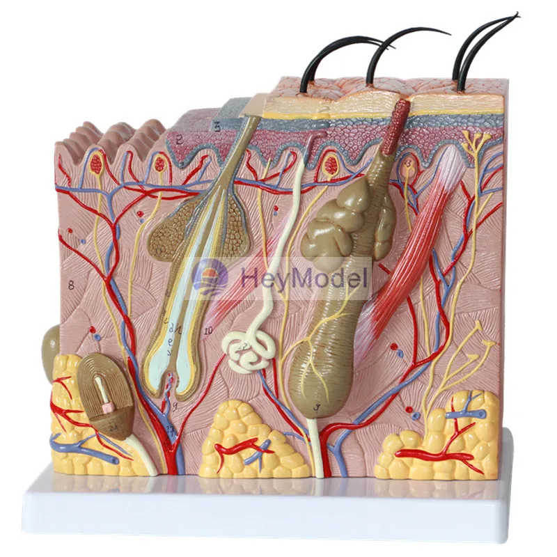 HeyModel Medical Human Skin модель с секциями 35 увеличений|enlargement| |