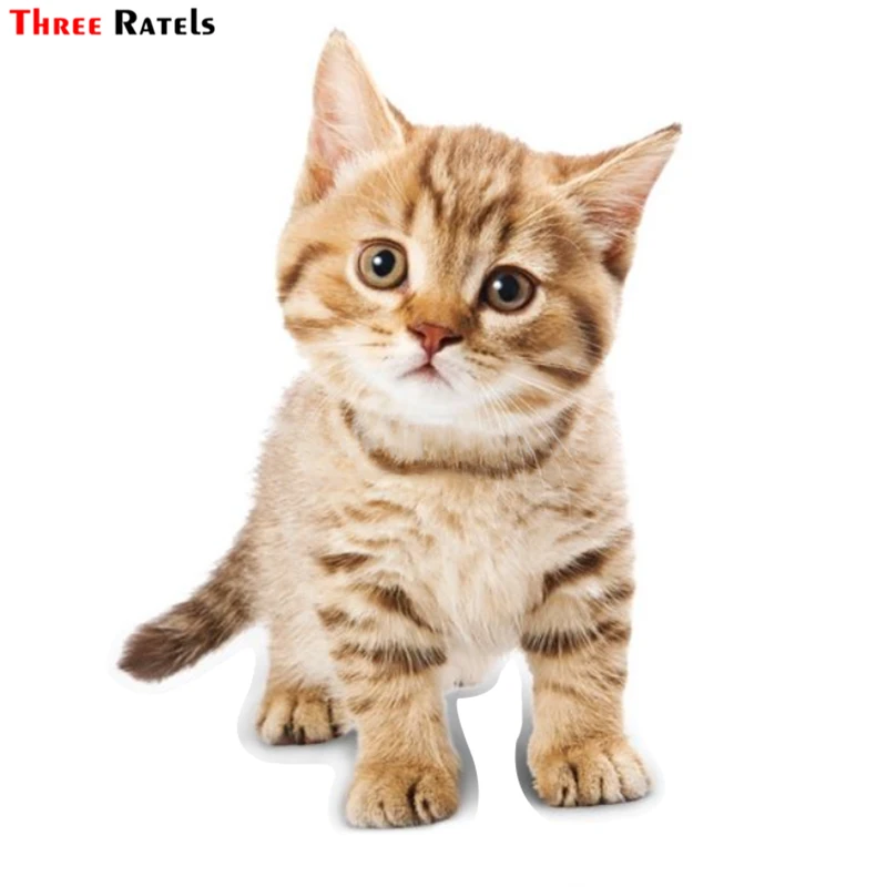 

Three Ratels TZ-1823# 12.1x17cm Tabby Cat Orange Kitten Colorful Car Sticker Funny Stickers Styling Removable Decal