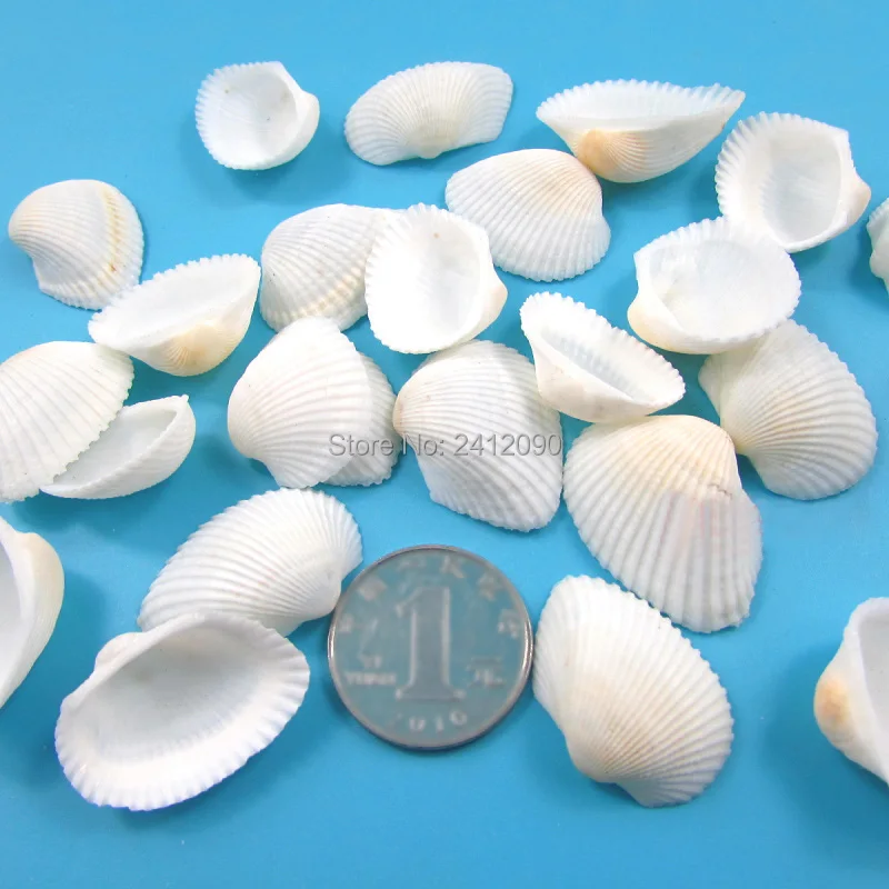 Природные белые морские раковины Желтые пляжные улитки ремесло аквариум пейзаж