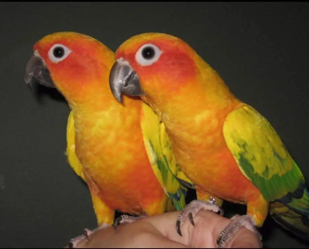 Sun conure Gingerain одежда с птицами, одежда с попугаем, большая рождественская оригинальная ручная работа, одежда с птицами, свитер с капюшоном, большой Рождественский - Цвет: Sun conure