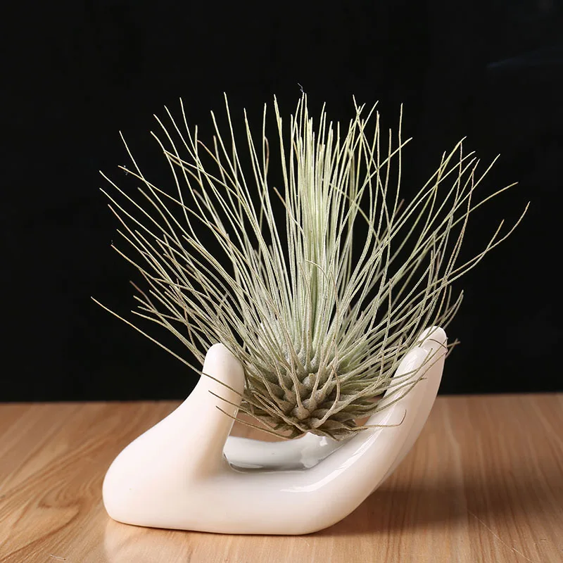 Ваза для цветов + растения натуральный кактус ананас мини-цветочные горшки