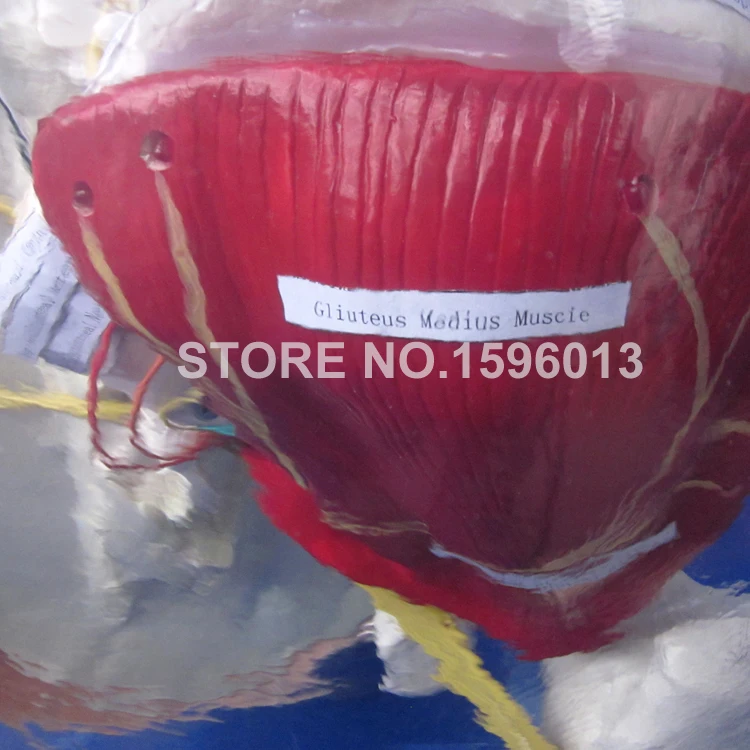 Тренажер для тренировки ягодиц внутримышечный впрыска и контрастирующая модель