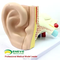enovo a model of the auditory system of ear