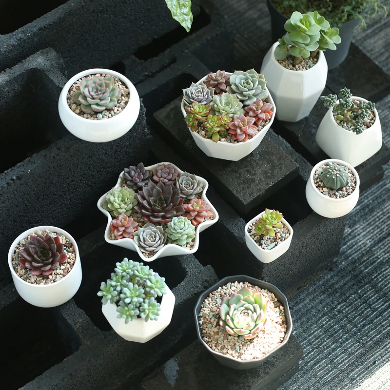 Садовые принадлежности офисный Домашний Настольный Сад Цветочные горшки белые