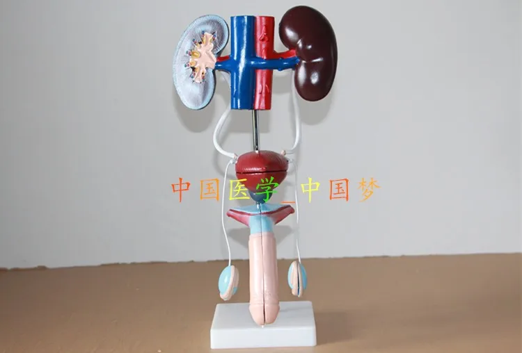 Модель мочевыделительной системы для мужчин модель системы|urinary system models|kidney