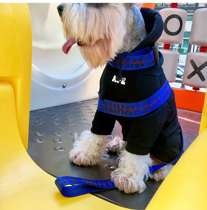 Модный собачий ошейник для кошек, поводок для собак, шлейка для чихуахуа воротник Перро, собачий жгут, жилет, собачий канат, поводок, золотистый для кошек, домашних животных