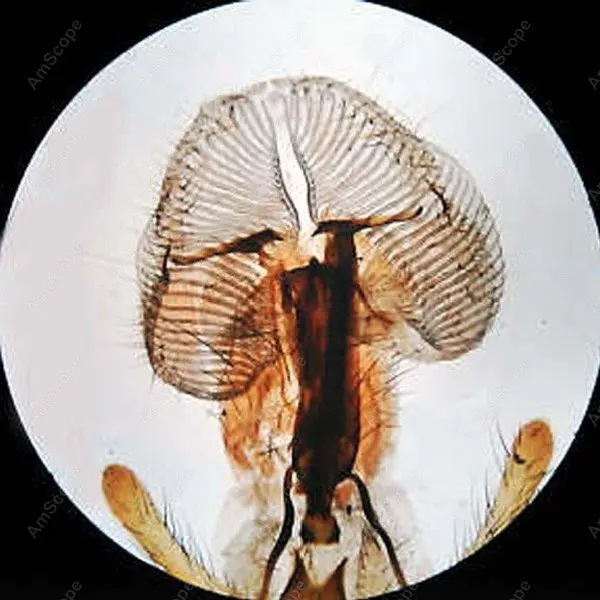 Microscope Slides-AmScope Supplies 200 Anatomy Pathology Botany Prepared Slides | Инструменты