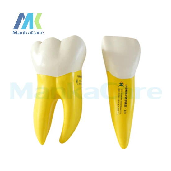 Manka Care-модель мягких зубов рассеянных в 15 раз модель для полости рта | Красота и