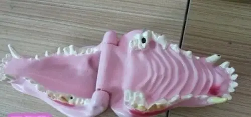 Новая анатомическая модель Canine Jaw/Teeth ветеринарная Анатомия 37|Детали