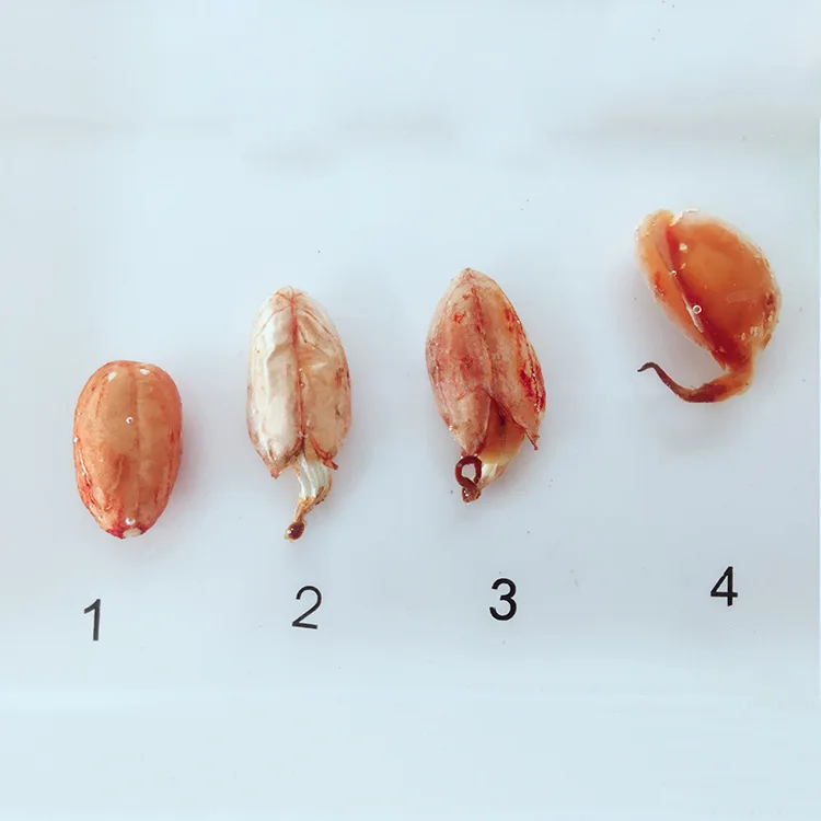 Peanut Germination and Growth Process Embedded Specimen Real Plant History Specimens Models Biology Botany Teaching Aids | Канцтовары