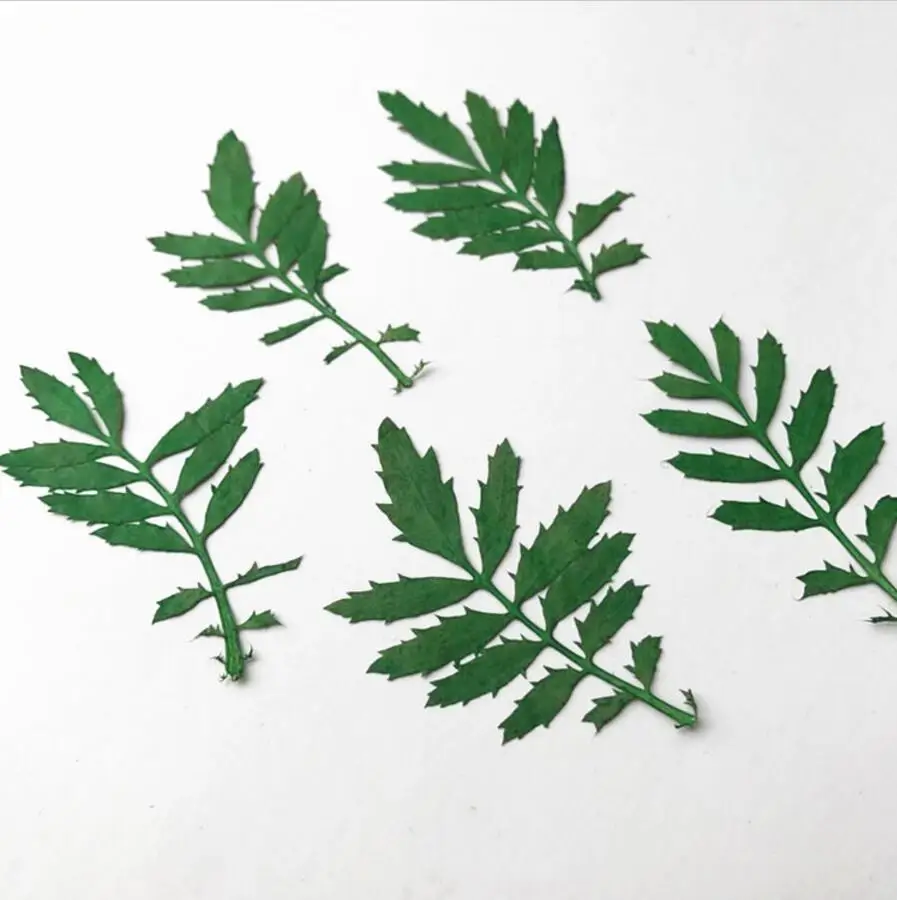 

120pcs 4-5cm Pressed Dried Tagetes Patula L. Leaf Leaves Plants Herbarium For Jewelry Bookmark Postcard Making Accessories