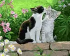 Картина кошка и кошка в саду, MaHuaf-X1278, в рамке, 40x50 см