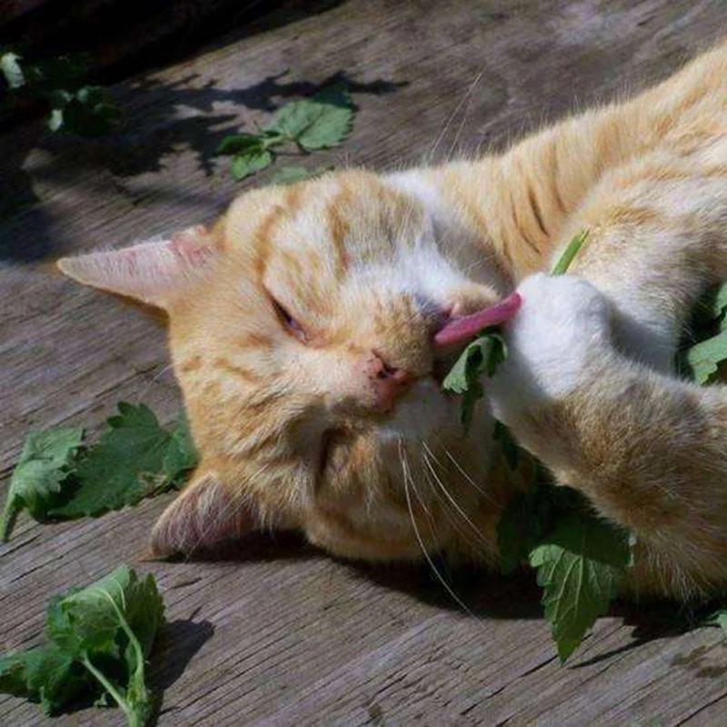 Здоровая натуральная кошачья мята 20 г мятный ментоловый аромат забавные игрушки