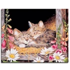 Питер Рен, круглая Алмазная картина, вышивка крестиком, полное изображение кристаллов, значок 5d, мозаика, сделай сам, алмазная вышивка, Спящая кошка