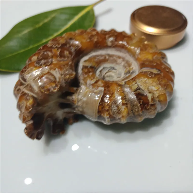 Около 200 граммов натуральный полированный козий Рог окаменелости аммониты Conch