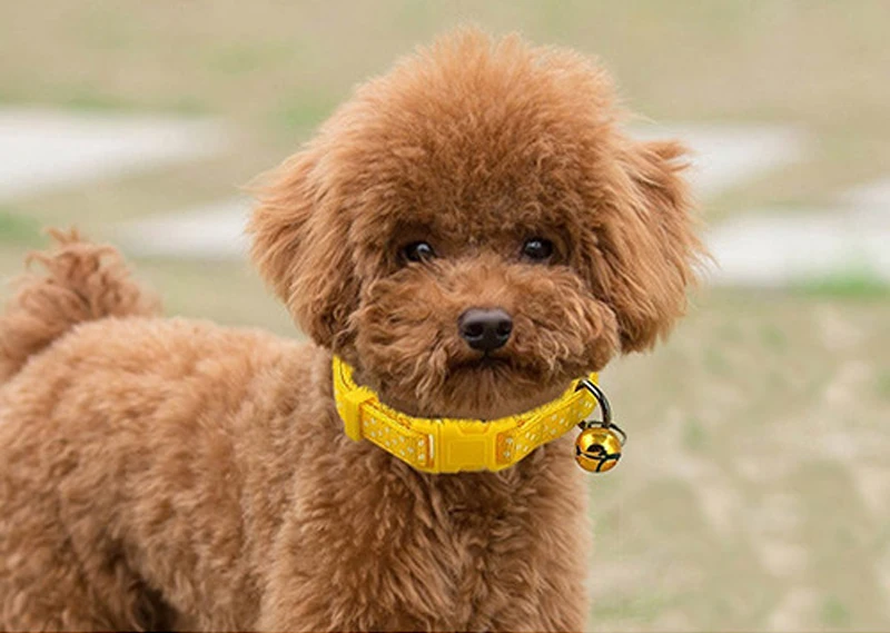 DOGGYZSTYLE 1.0 см Ширина Лапу Печати Pet Ошейник Колокола Воротник Регулируемый