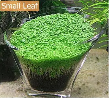 Small leaf Aquariio аквариумные семена Hemianthus Callitrichoides, трава для воды, мини-лист, украшение для аквариума, орнамент, пейзаж - Цвет: Small leaf