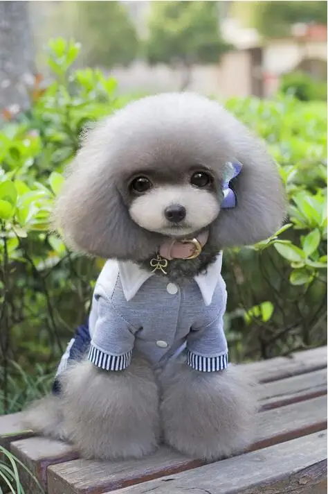 New Summer Dogs Clothing Cute Pet Pants school uniform Free Shipping By China Post whole sale | Дом и сад
