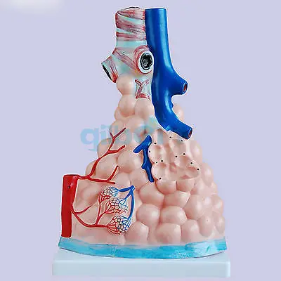 Увеличенный человеческий альвеолярный Медицинский Набор для обучения анатомии