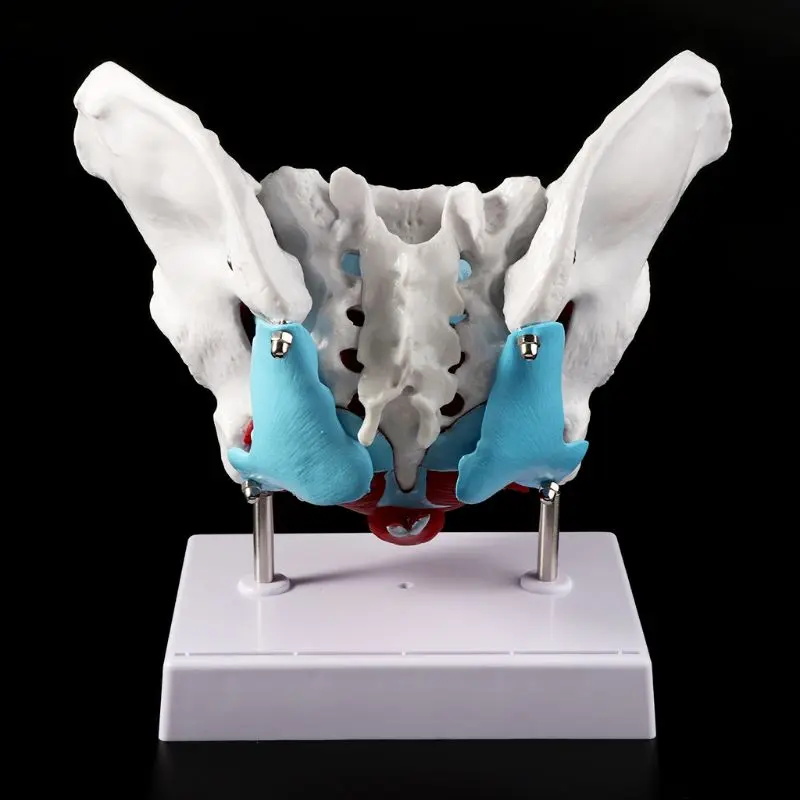 Новинка 2019 женская модель мышц таза тазового дна Обучающие ресурсы для обучения