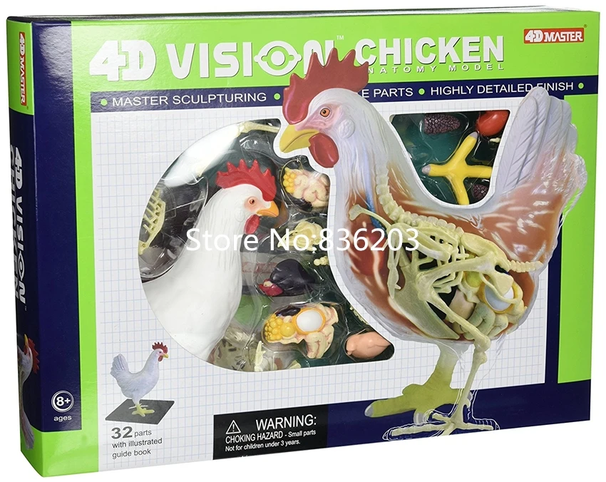 4D master курица полный skeletion забавная анатомия мужской член медицинский