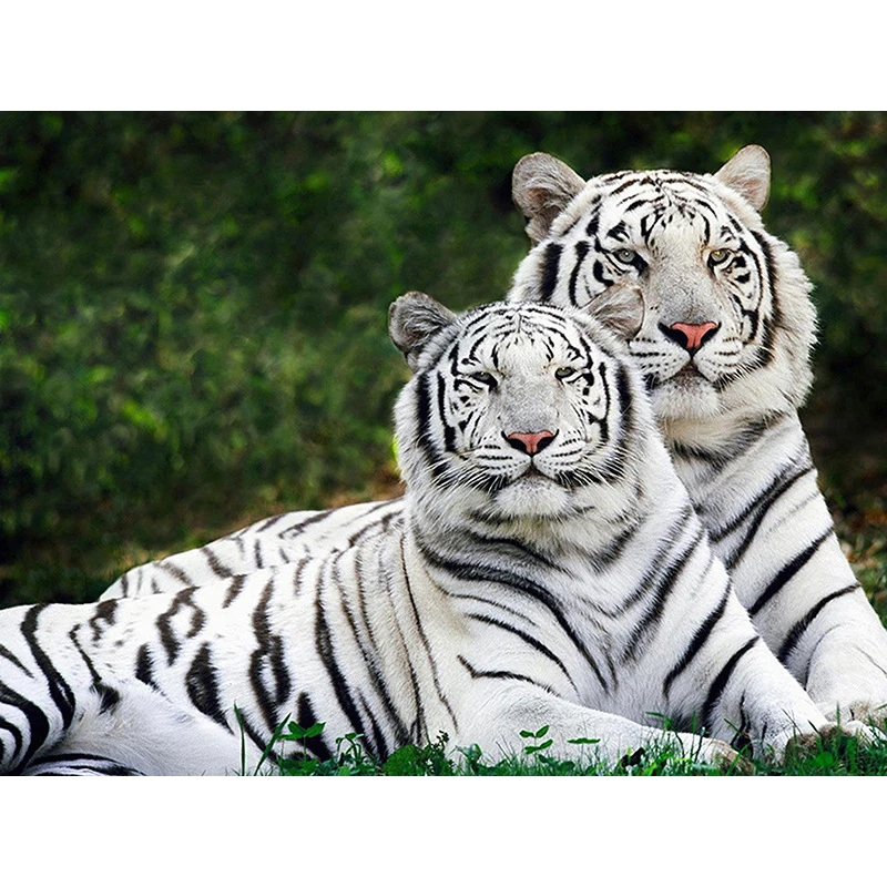 

Full Drill Round Diamond Embroidery 5D DIY Diamond Painting Two White Tiger Pattern Mosaic Diamond Cross Stitch Stickers