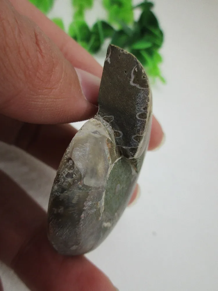 Натуральный со стразами в виде блестящего Ископаемого аммонита Geode минеральный