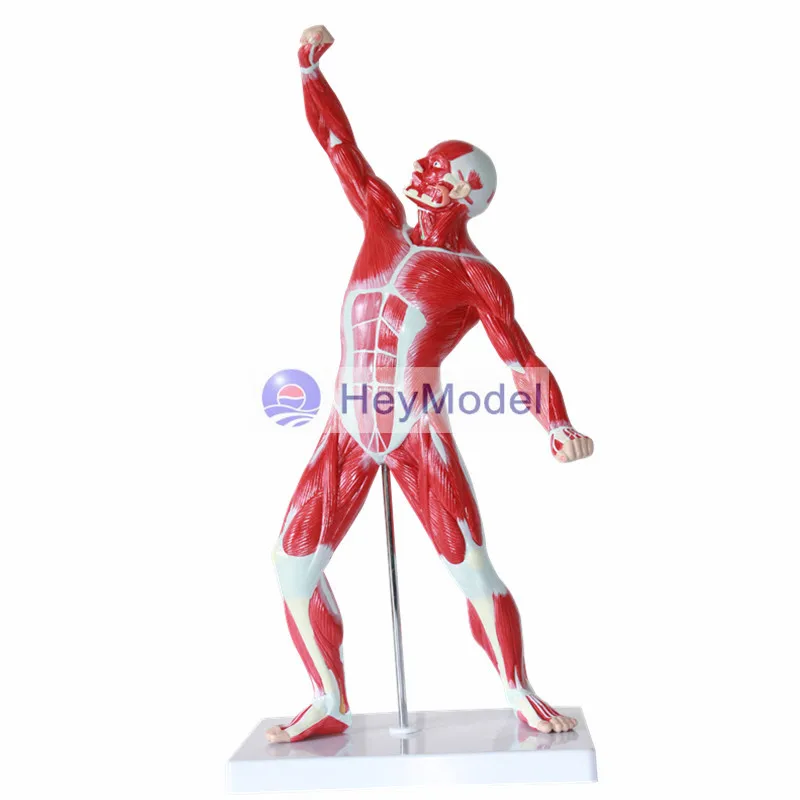 

HeyModel Human whole body muscle movement model--50