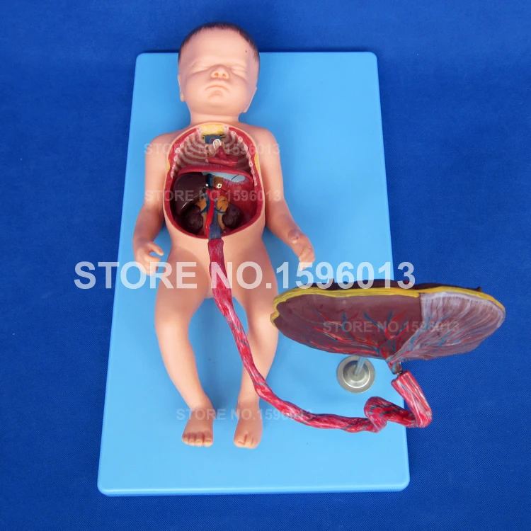 Модель кровеносной системы плода модель циркуляции крови анатомическая с