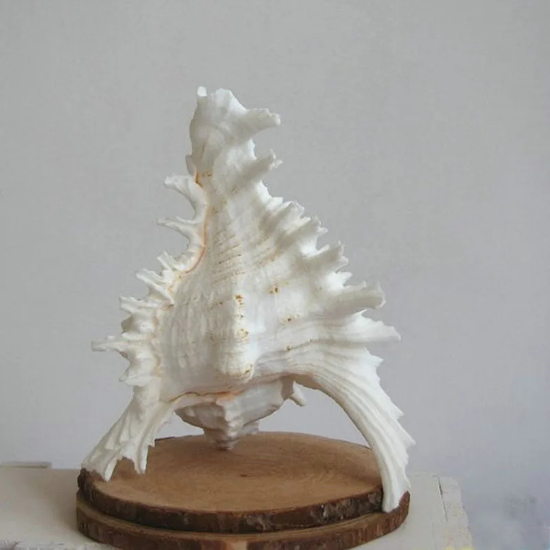 Бесплатная доставка (1 шт./лот) белая ветка натуральный корпус Murex и раковины