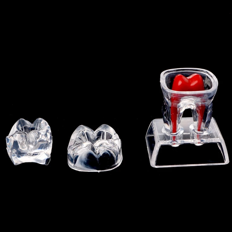 

Dentist Dental Base Hard Plastic Teeth Tooth Molar Model Separable Fit for Smile