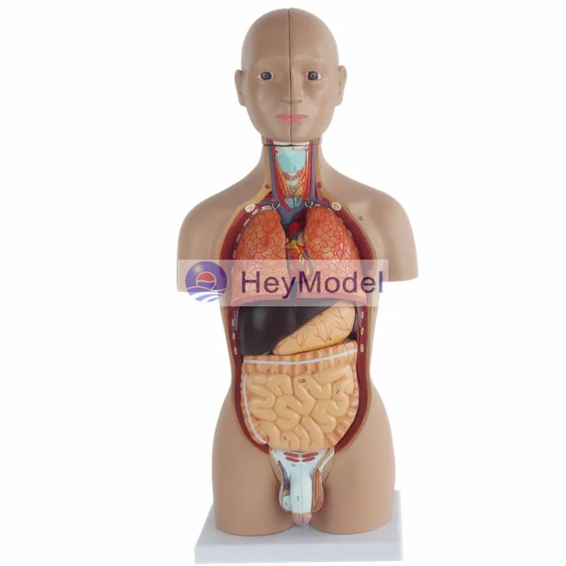 Анатомическая кожа HeyModel 45 см с 16 частями | Канцтовары для офиса и дома