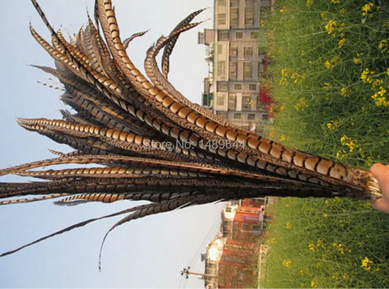 Бесплатная доставка 100-110см40-45 дюймов 60 шт натуральный цвет ringneck pheasant feather Lady Amherst