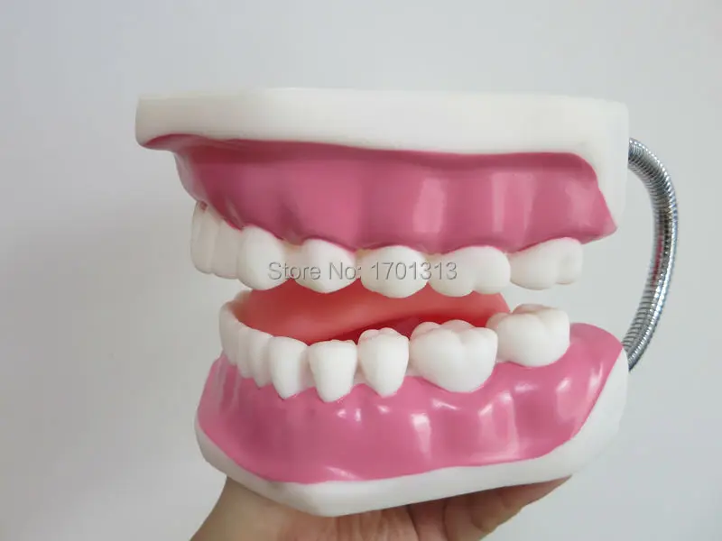 Высокое качество 6 раз большие яркие Зубы Модель Стоматологическая модель