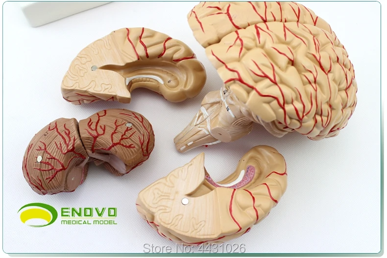 

ENOVO The brain model brain model cerebrovascular cerebral artery neurology teaching
