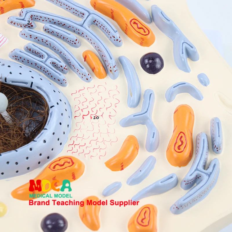 Модель животных ячейки микроструктура анатомия преподавание биологии