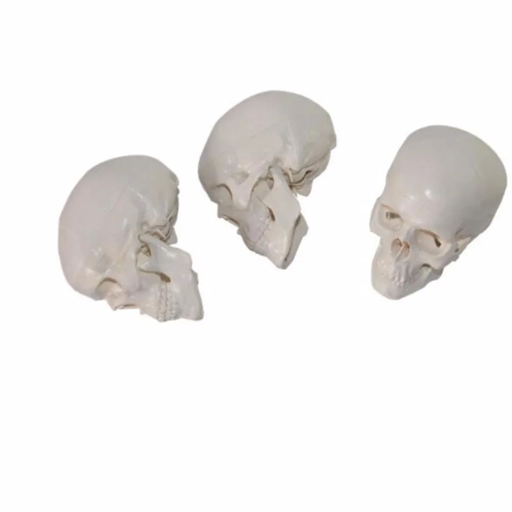 1 шт./упак. крутой ПВХ Mini Skull Human Head для искусства медицины и анатомии|Медицинская