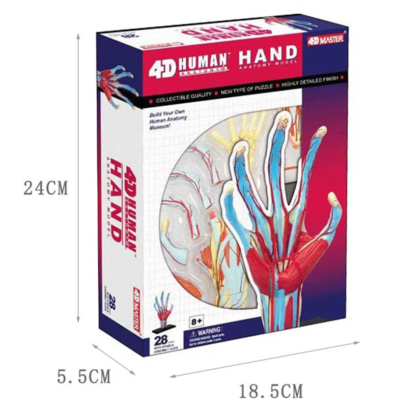

Hand 4d master puzzle Assembling toy human body organ anatomical model medical teaching model