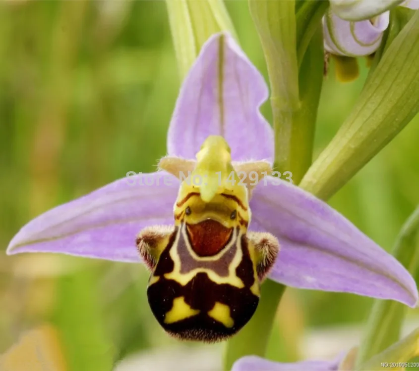 100 семена китай редких би цветок орхидеи семян улыбка интересный цветы флора Semillas