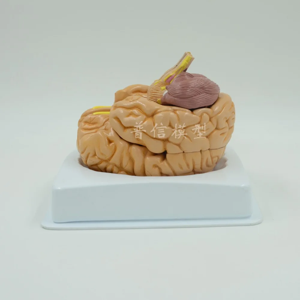 

Бесплатная доставка, модель brain, модель цифровой идентификации, модель brain stem, 8 деталей